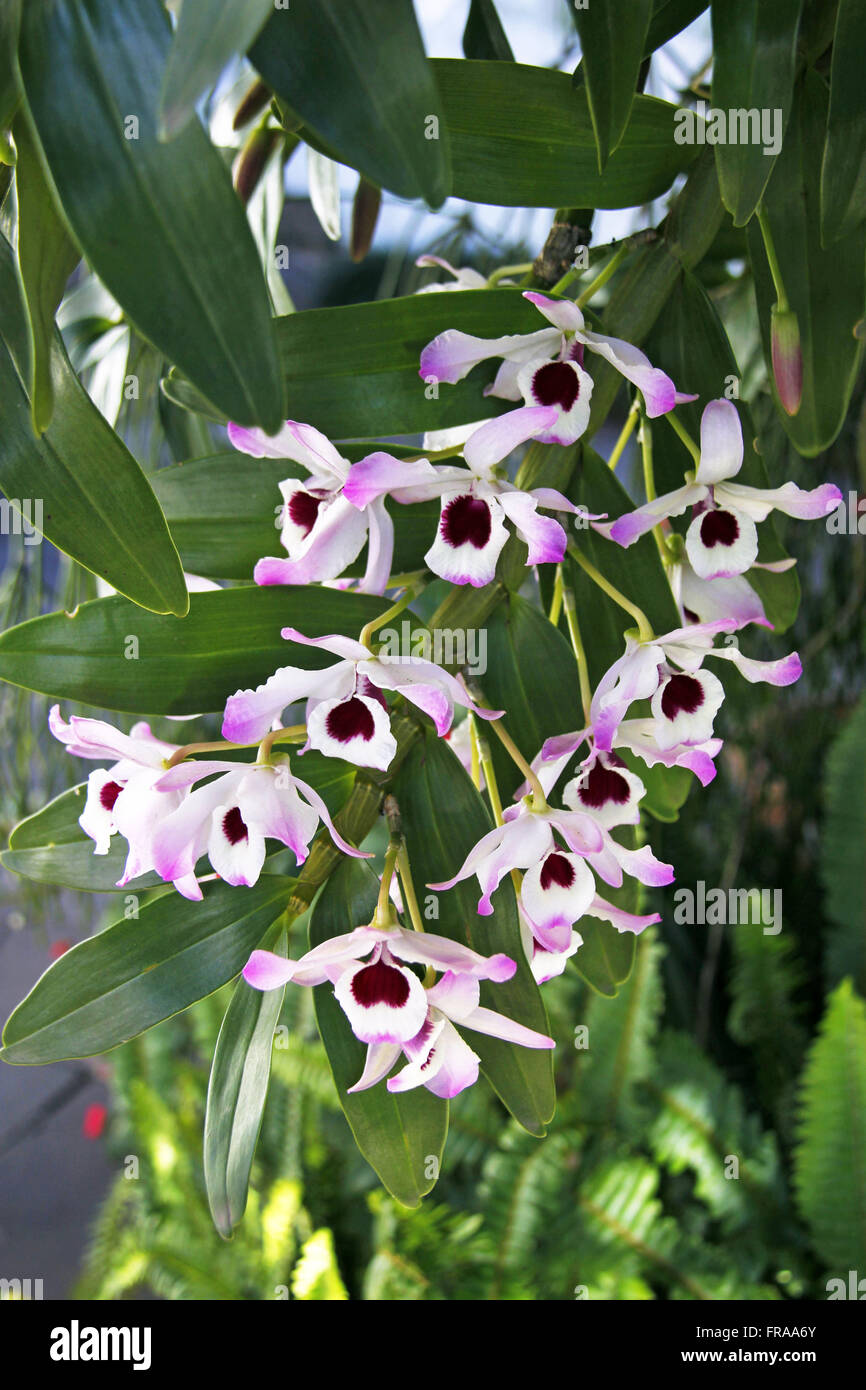 Orchidée en fleurs originaire de forêt atlantique - Commander Brassicoideae Banque D'Images