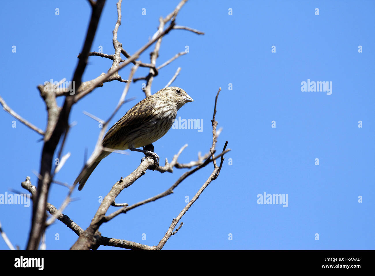 Le canario femelle le terrain - Sicalis flaveola - à Sao Borja Banque D'Images
