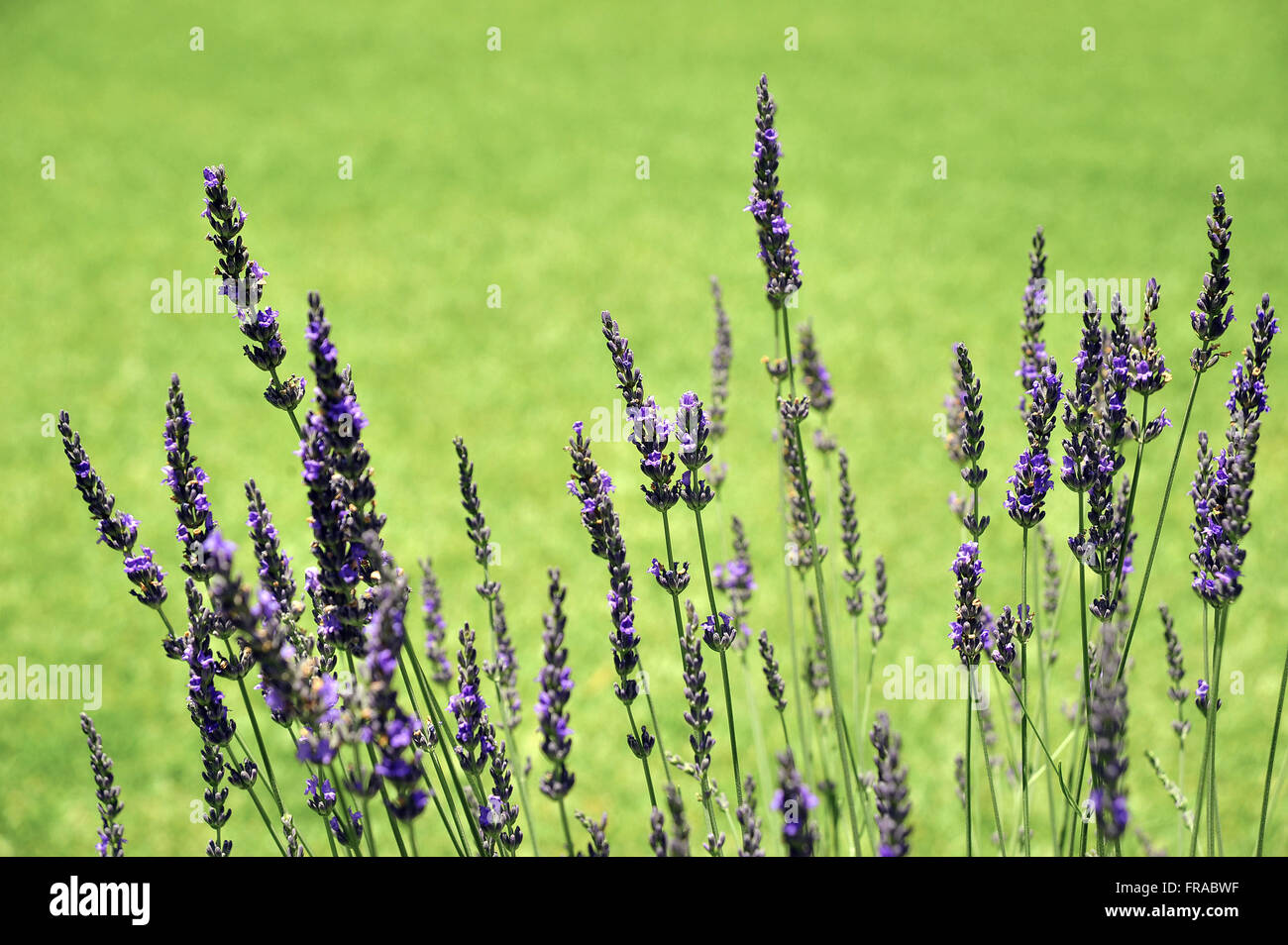 Détail de Lavandula dentata chez Le Jardin - Lavande Parc Banque D'Images