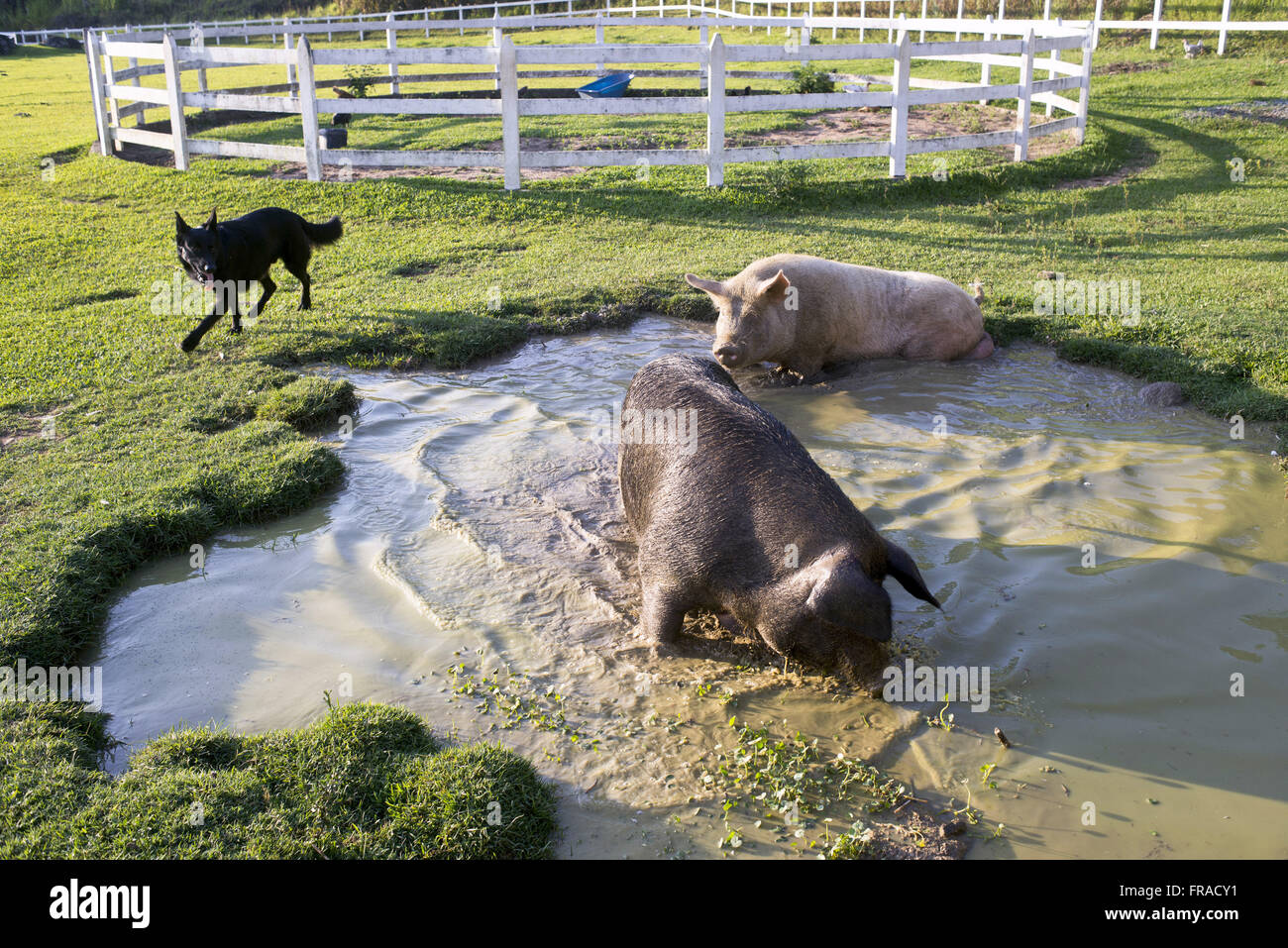 Cao et un couple de porcs dans la boue sur le site Aras district écologique dans la vallée de la vigne Banque D'Images