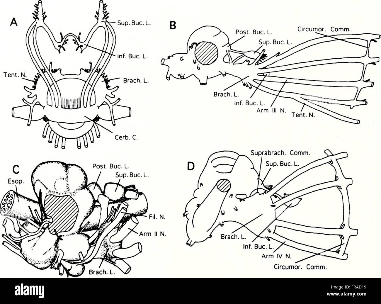Le *American Malacological Bulletin* (1996) publie des recherches sur les mollusques, couvrant des sujets tels que la distribution des espèces, le comportement et les rôles écologiques des espèces de mollusques à travers les Amériques. Banque D'Images