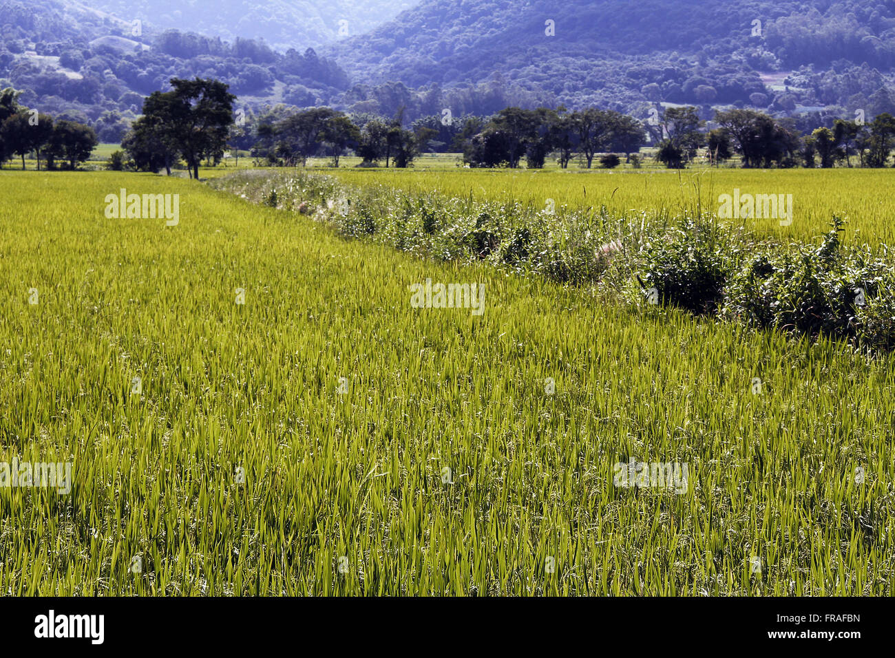 Plantation des rizières en terrasses à Tres Barras - Quartier de Santa Maria Banque D'Images