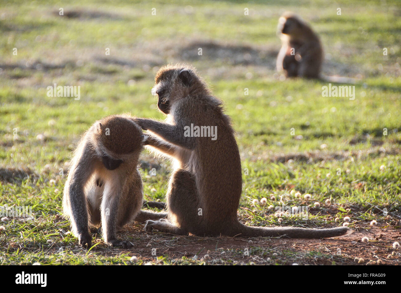 Les singes vervet - également appelé singe vervet - dans le Parc national Amboseli Banque D'Images