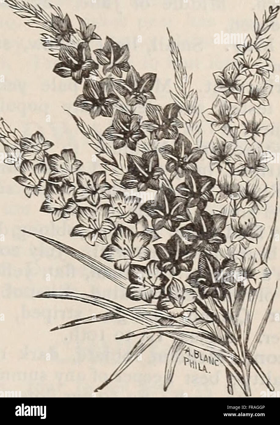 Catalogue descriptif des semences de haute qualité pour la ferme et le jardin (1894) Banque D'Images