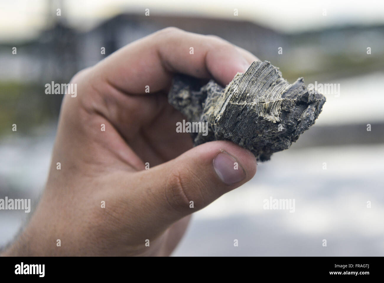 Les stromatolites composé de la dolomite - carbonate de calcium et de magnésium - dans une solution saline à Red Lake Banque D'Images