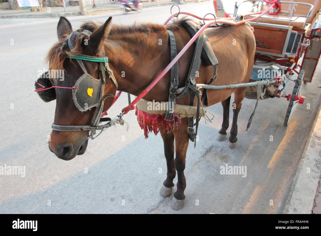 Un vieux cheval et panier, Lampang, Thaïlande Banque D'Images