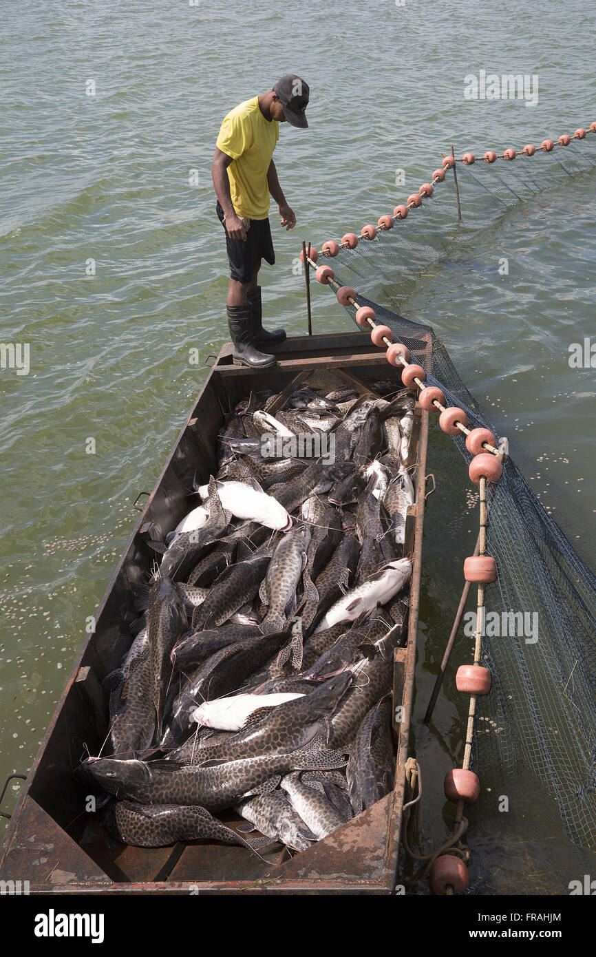 Activité Despesca dans les poissons d'élevage dans le district de Primaverinha Banque D'Images