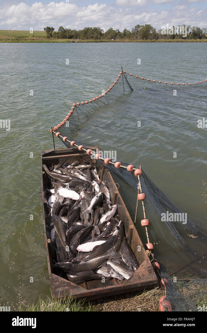 Activité Despesca dans les poissons d'élevage dans le district de Primaverinha Banque D'Images