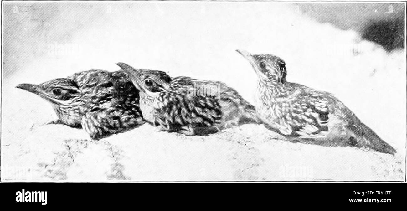 *Denizens of the Desert* (1922) d’Edmund C. Jaeger met en lumière la diversité de la faune du sud-ouest des États-Unis, en mettant l’accent sur les mammifères, les oiseaux et les reptiles présents dans les écosystèmes désertiques. Banque D'Images