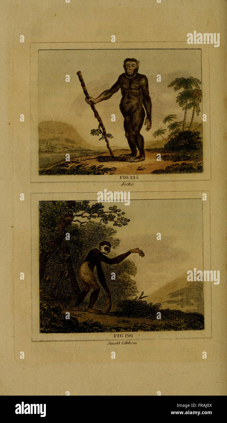 L'histoire naturelle de Buffon (Figs. 195-196) Banque D'Images