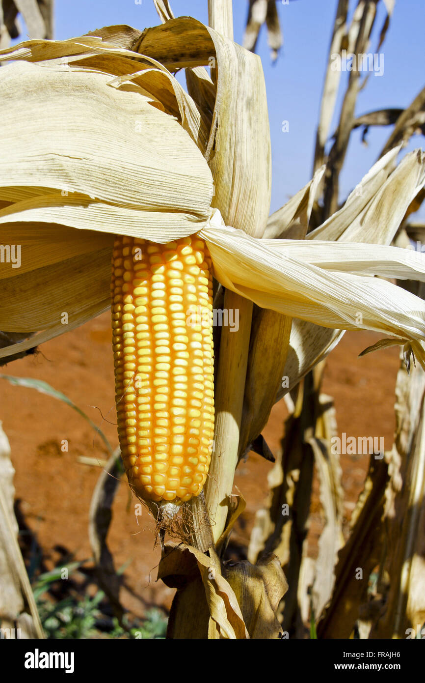 Épis de maïs avec la formation du grain parfait Banque D'Images