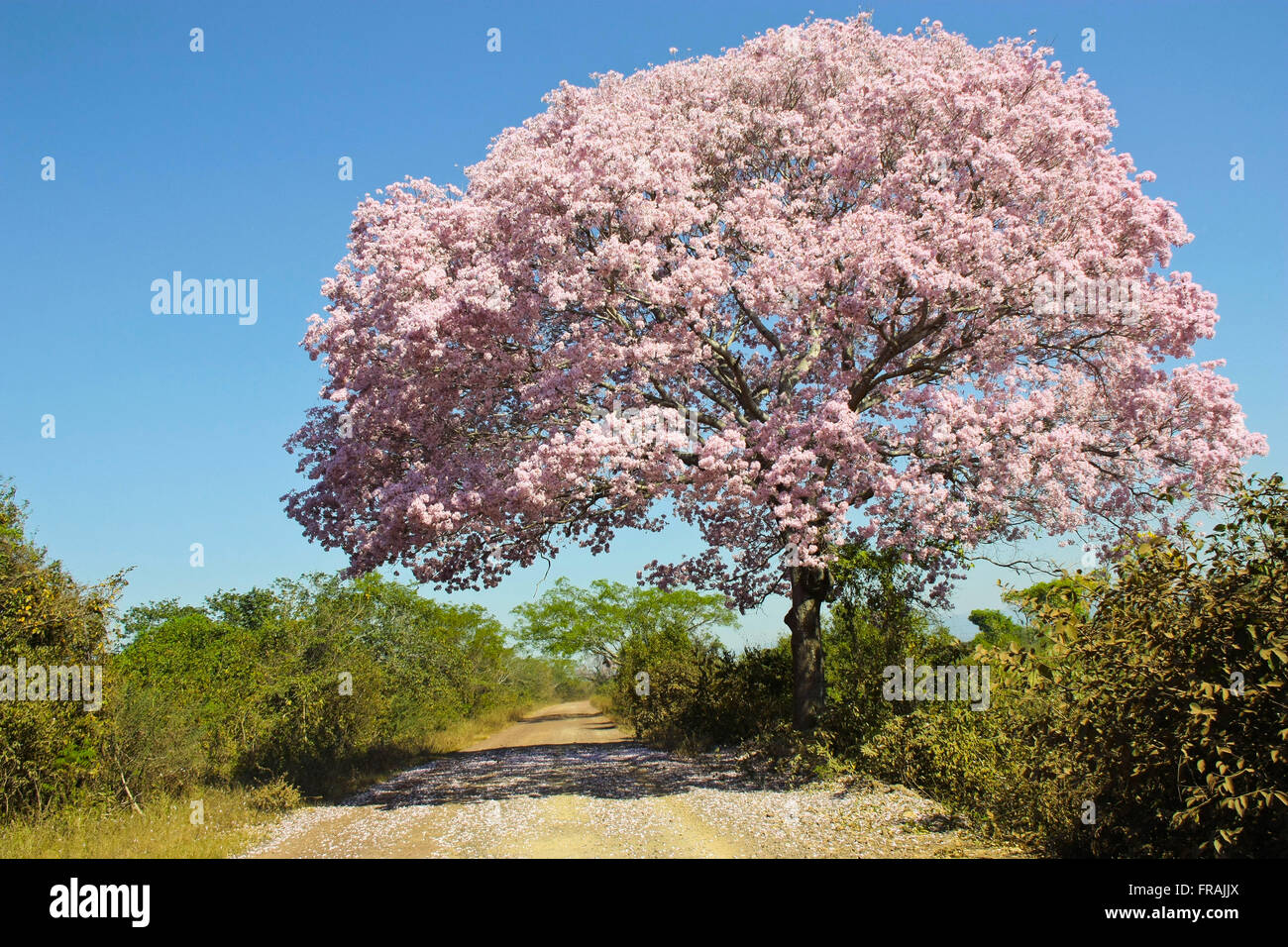 Arbre à fleurs pourpre-ipe au Pantanal Park Road Banque D'Images