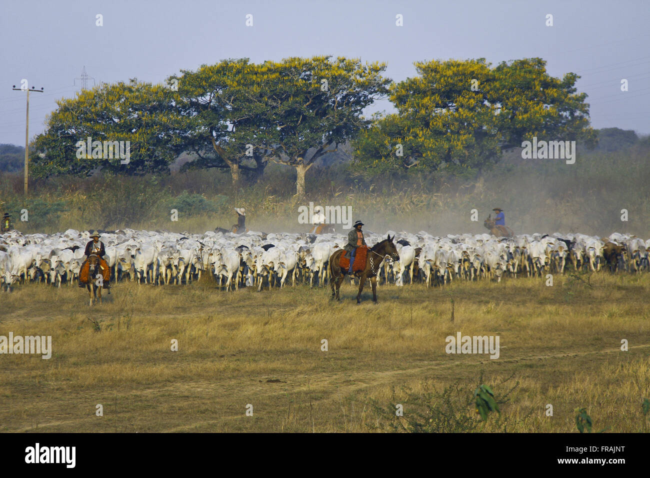 Conduite Cowboys bovins dans l'entourage de la route du Parc du Pantanal Banque D'Images