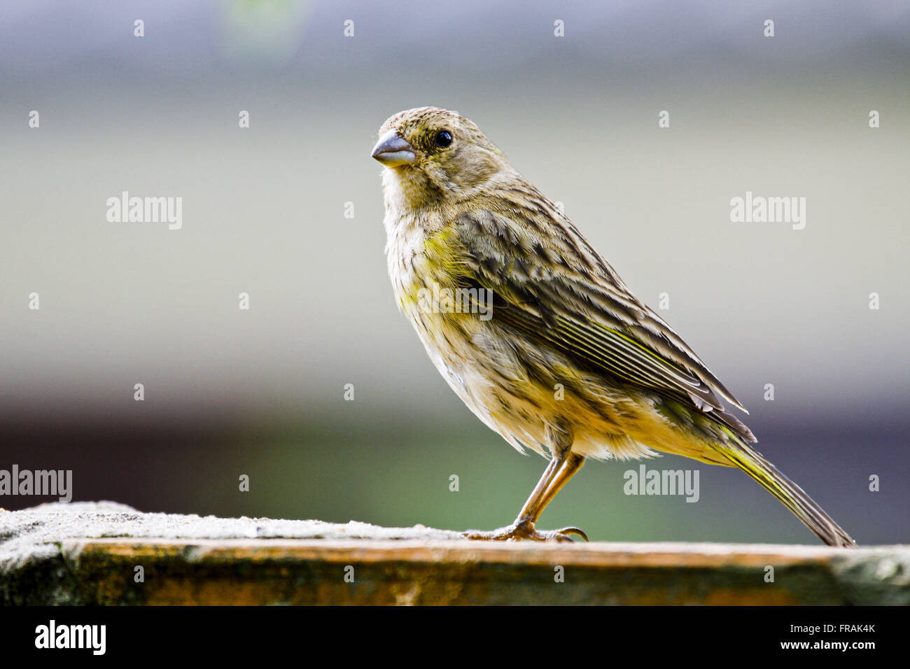 Le Canario - Sicalis flaveola femelle de la terre Banque D'Images