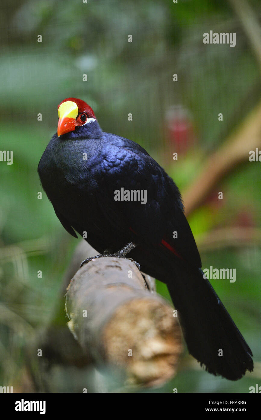 Dans l'ultraviolet touraco Bird Park Banque D'Images