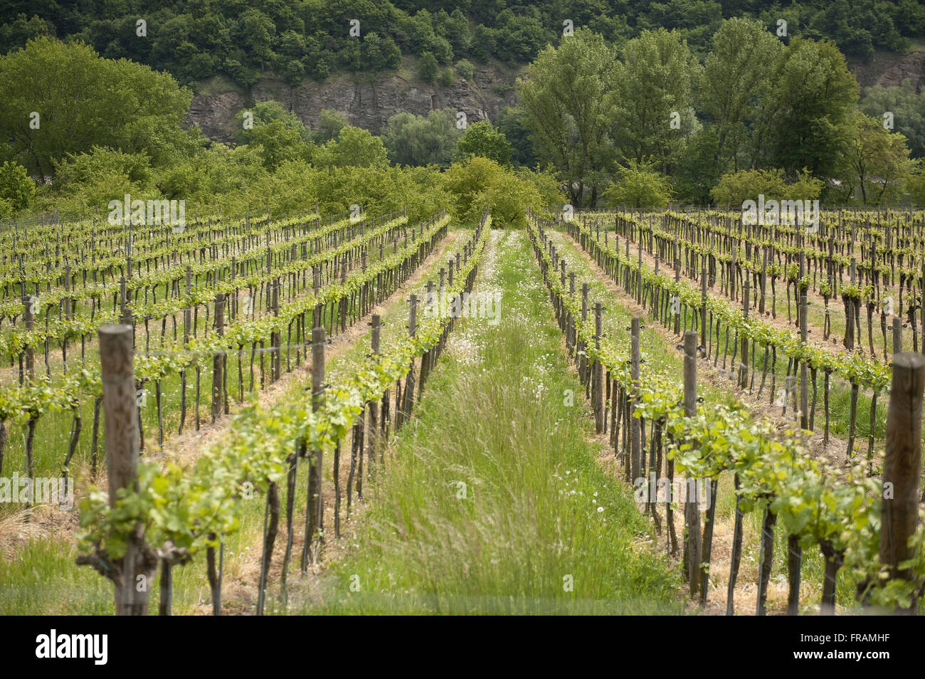 Vignoble dans la vallée de la Wachau - paysage de montagnes traversé par la vallée de la rivière du Danube Banque D'Images