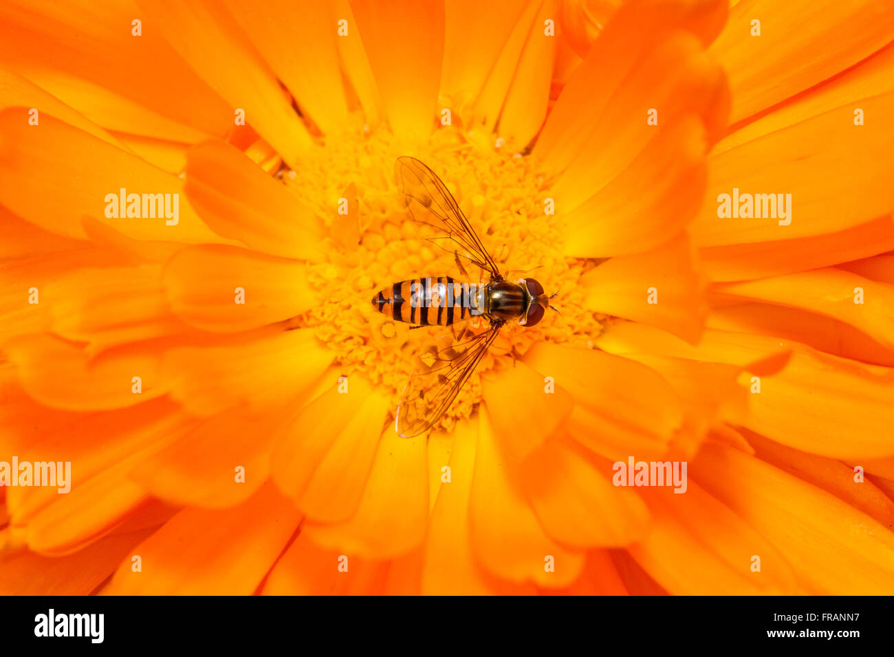 Episyrphus balteatus Hoverfly (marmelade) se nourrissent d'une fleur de calendula Banque D'Images Episyrphus balteatus Hoverfly (marmelade) se nourrissent d'une fleur de calendula Banque D'Images