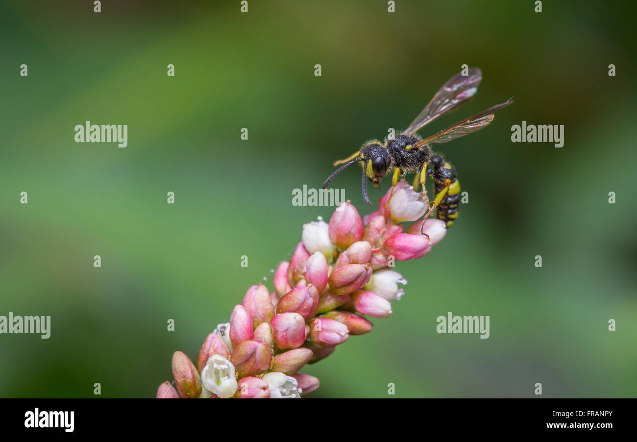 Ornate digger wasp (Cerceris rybyensis) sur Persicaria maculosa (fleur) Chevalier arlequin Banque D'Images
