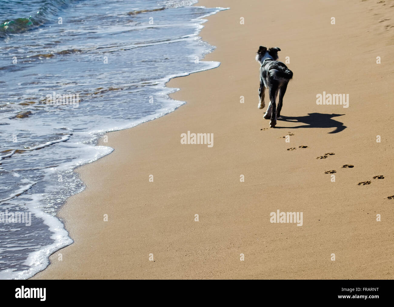 Un chien qui court sur la plage Banque D'Images