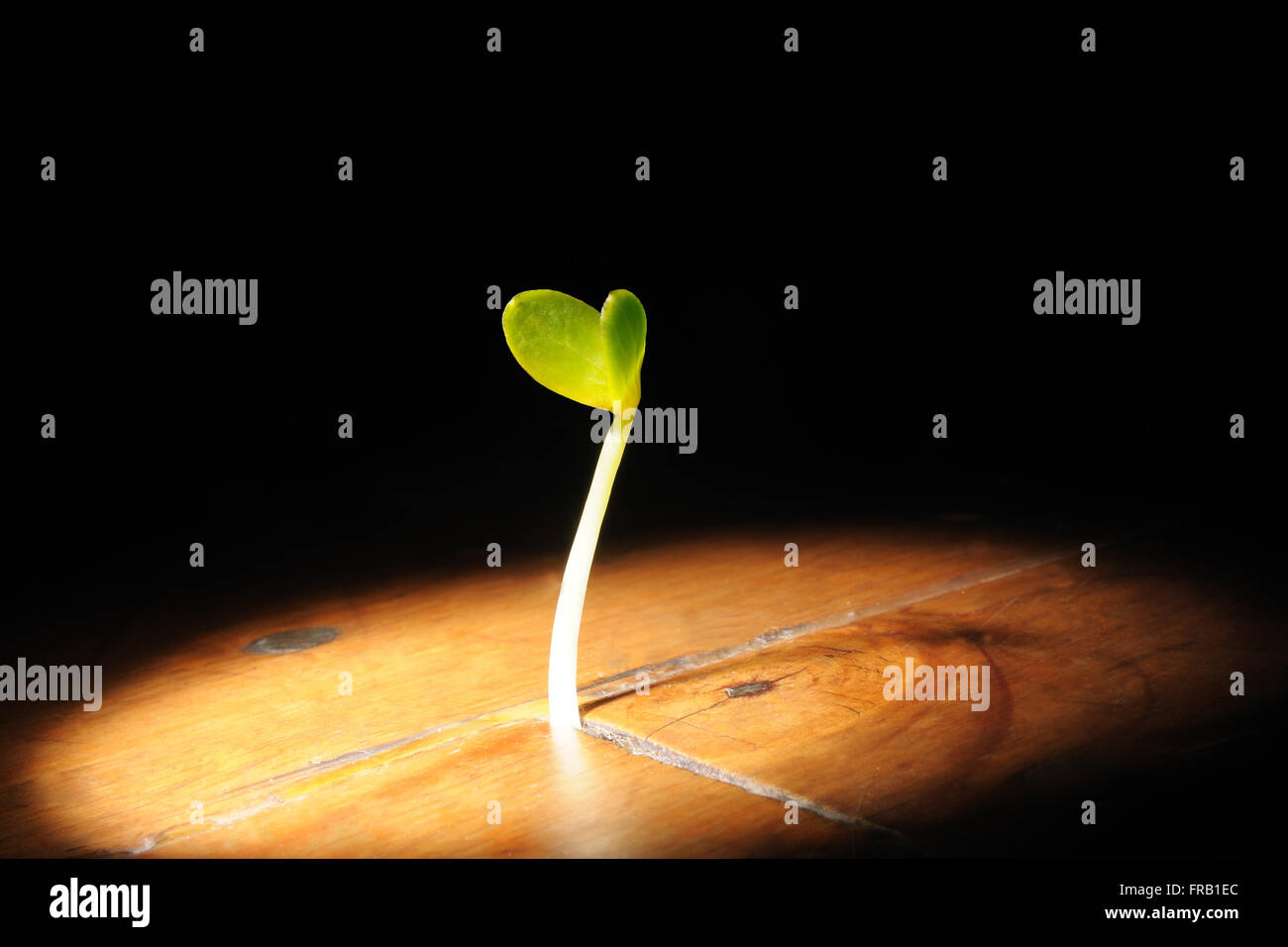 Petite plante burgeon croissant dans un sol en bois Banque D'Images