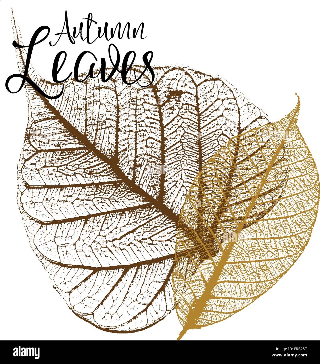 Deux illustrations vectorielles squelette des feuilles d'automne Illustration de Vecteur