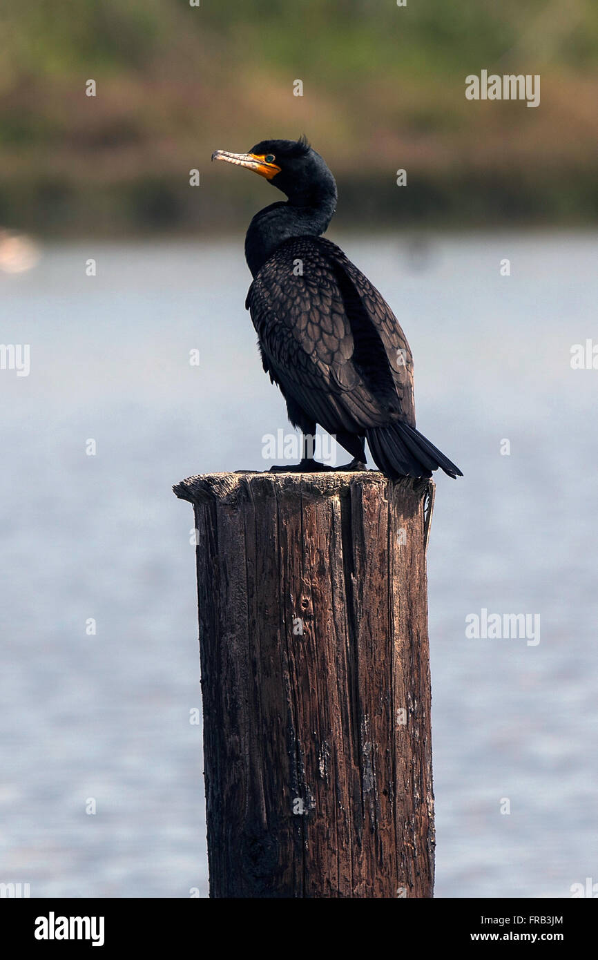 Cormoran à aigrettes (Phalacrocorax auritus), préserver la nature Baylands, Palo Alto, Californie, États-Unis d'Amérique Banque D'Images