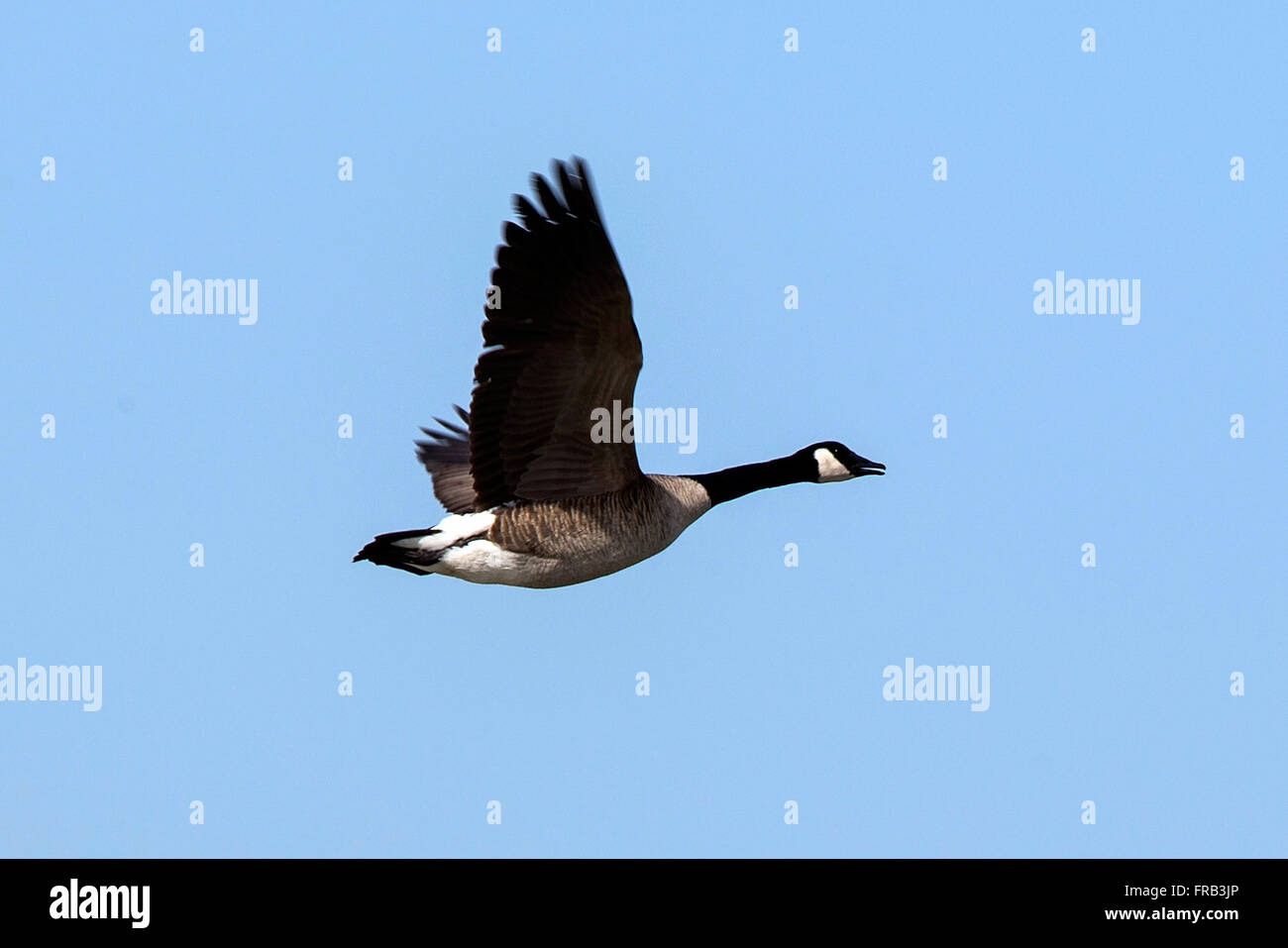 Bernache du Canada (Branta canadensis) en vol, préserver la nature Baylands, Palo Alto, Californie, États-Unis d'Amérique Banque D'Images