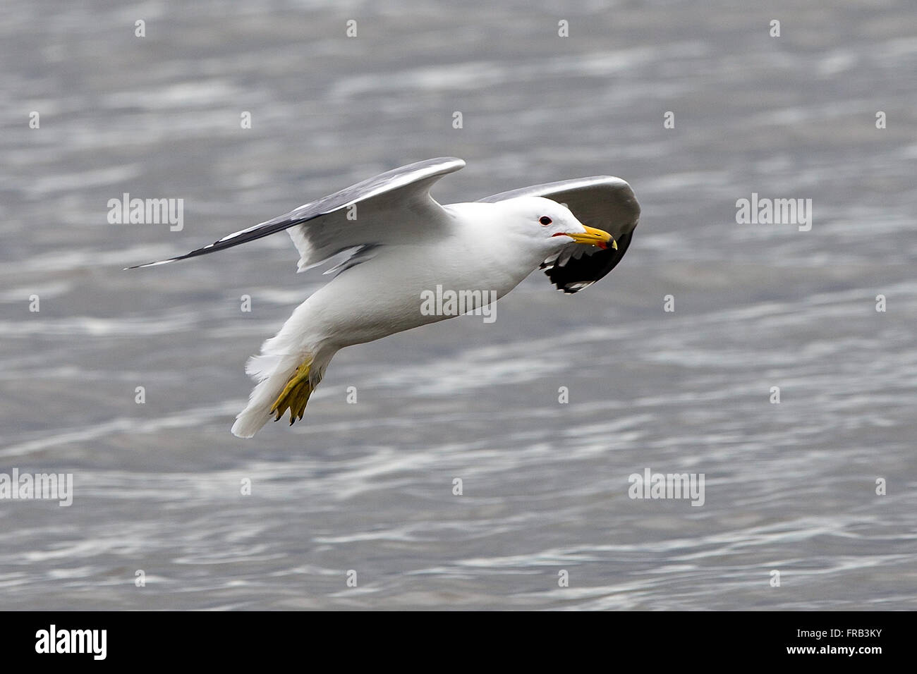 Western Gull (Larus occidentalis), préserver la nature Baylands, Palo Alto, Californie, États-Unis d'Amérique Banque D'Images