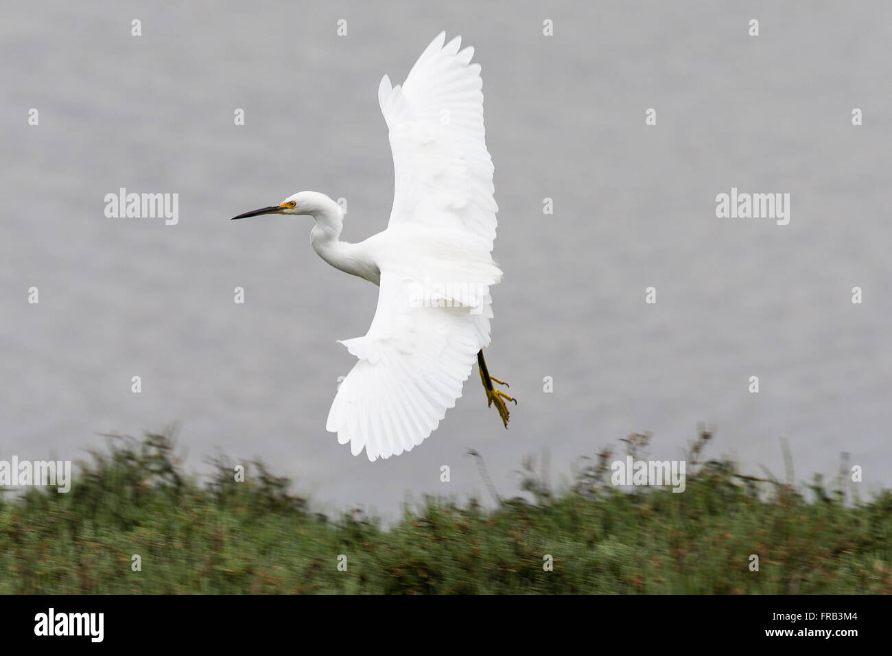 Aigrette neigeuse (Egretta thula) battant de la nature Lucy Evans Baylands Nature, à Palo Alto, Californie, États-Unis d'Amérique Banque D'Images