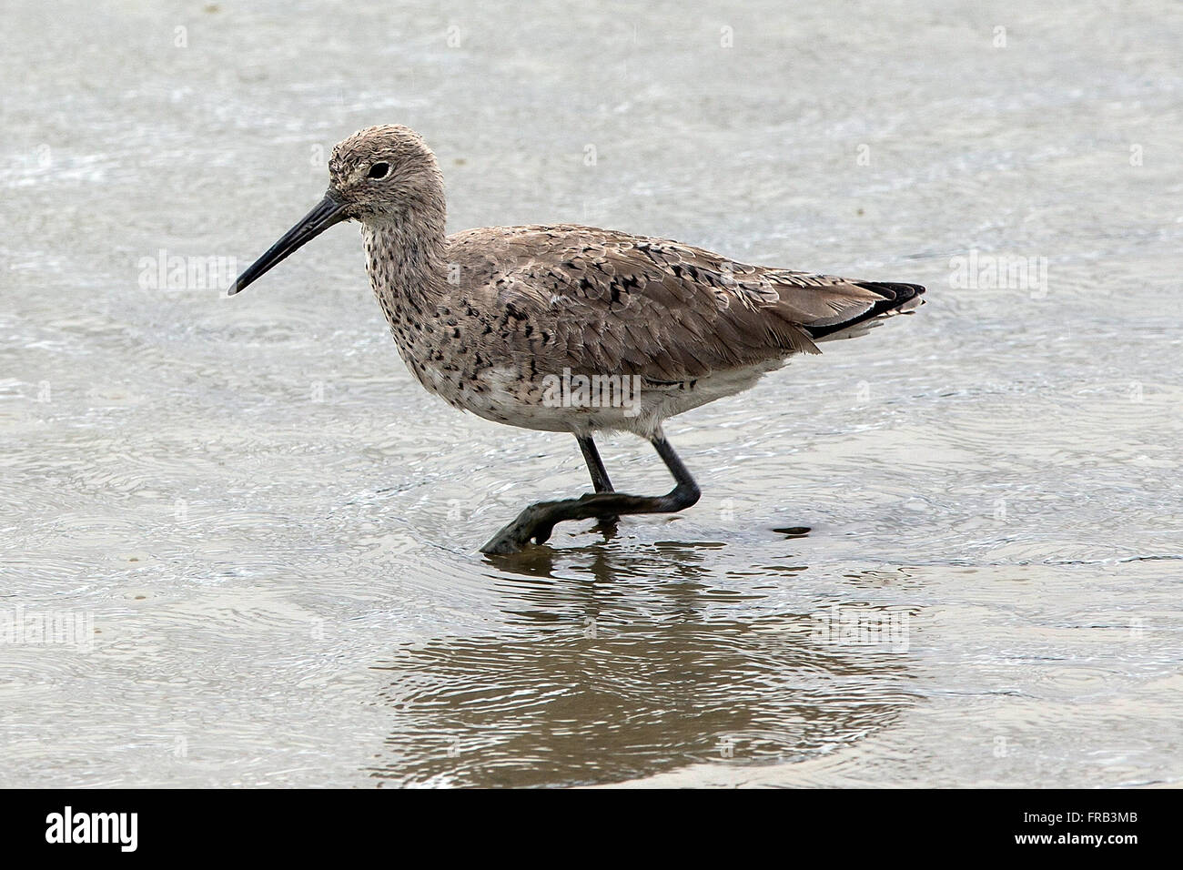 Long bec (Limnodromus scolopaceus) préserver la nature Baylands, Palo Alto, Californie, États-Unis d'Amérique Banque D'Images