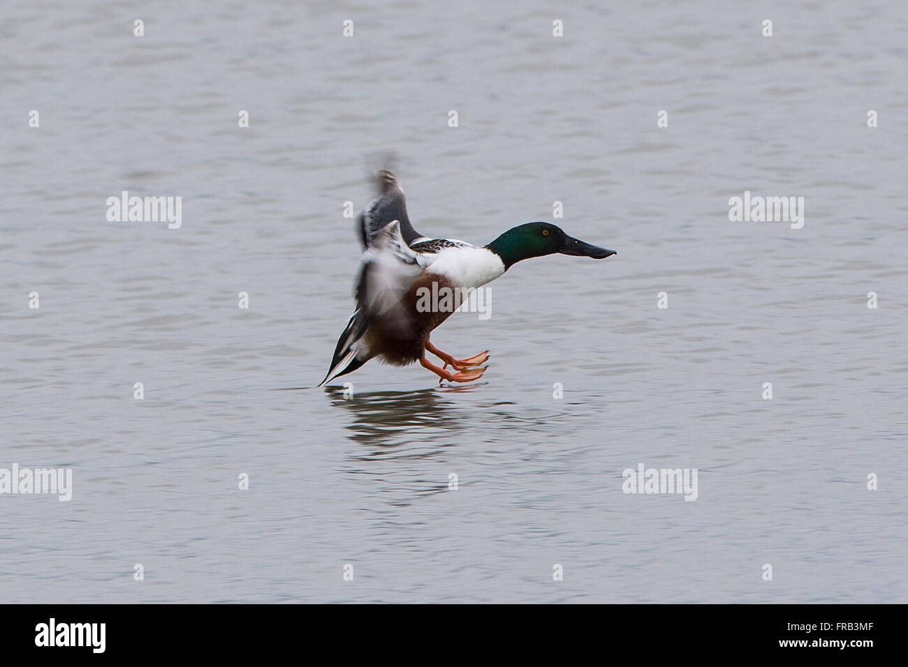 Le Canard souchet (Anas clypeata), préserver la nature Baylands, Palo Alto, Californie, États-Unis d'Amérique Banque D'Images