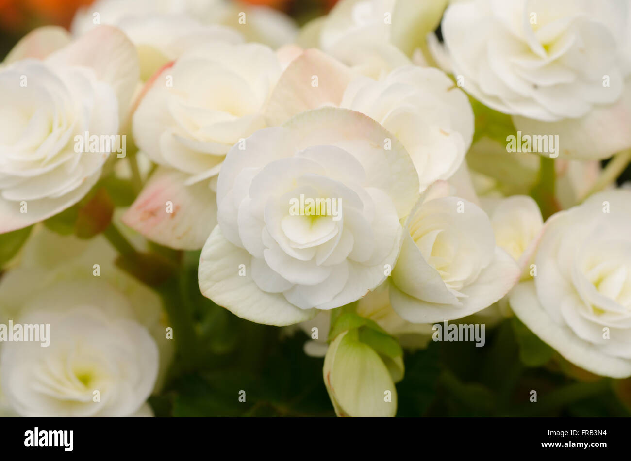 Begonia fleur blanche Banque D'Images