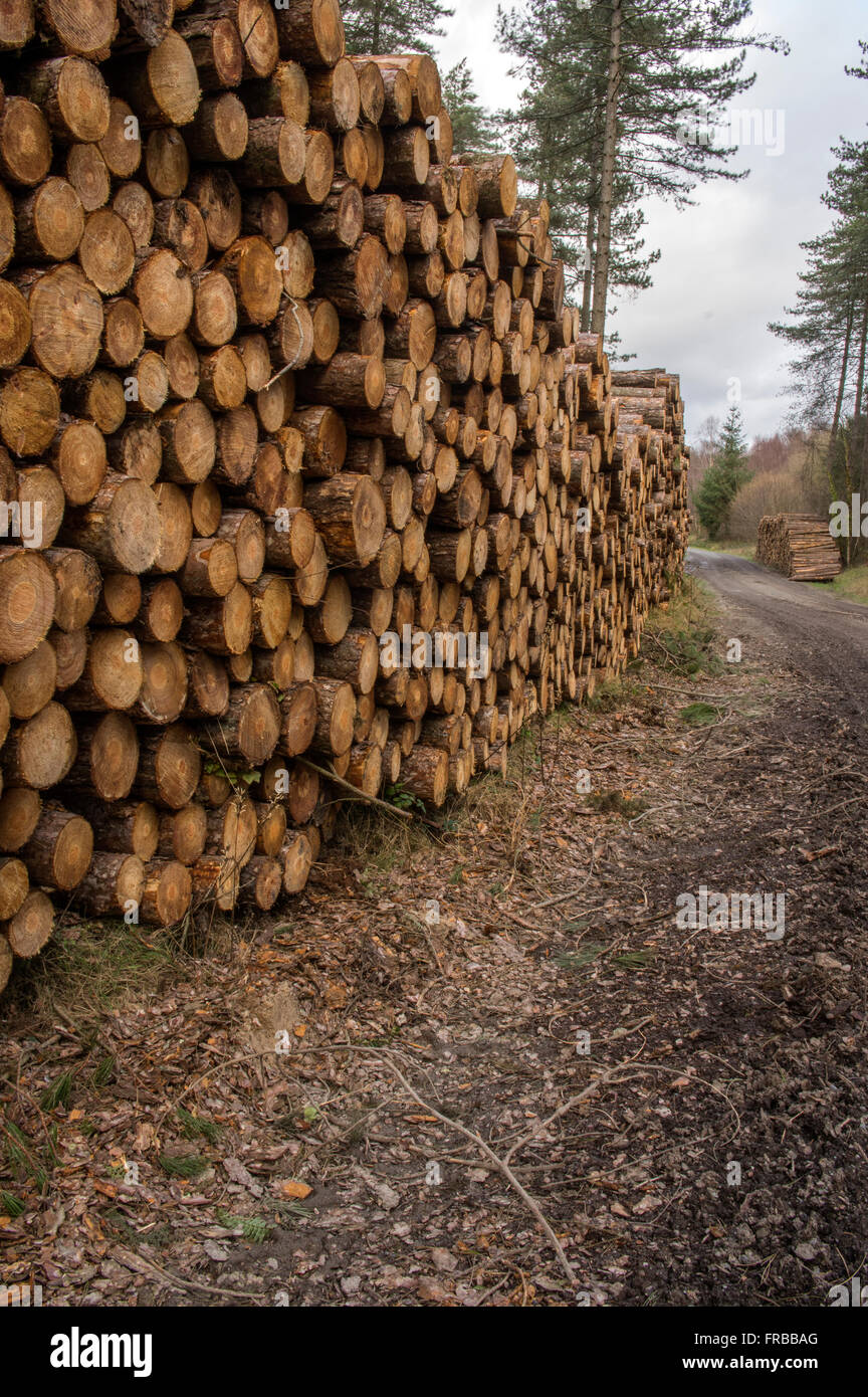 Tonnes de couper les arbres en attente d'être transportées à papiers Banque D'Images