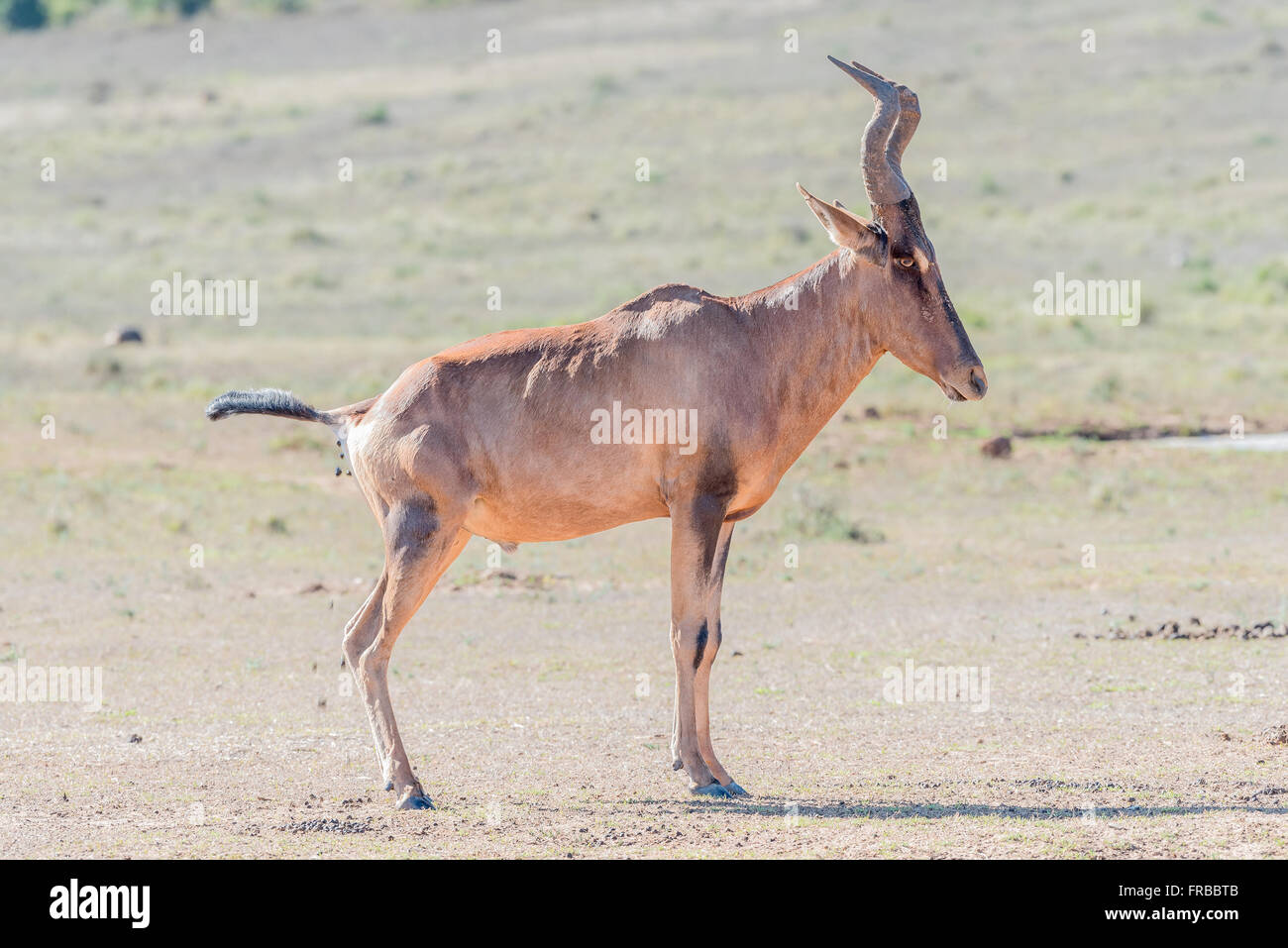 Un bubale rouge Alcelaphus buselaphus caama, à la Noël, pooping waterhole reste dans l'Addo Elephant National Park de South Banque D'Images