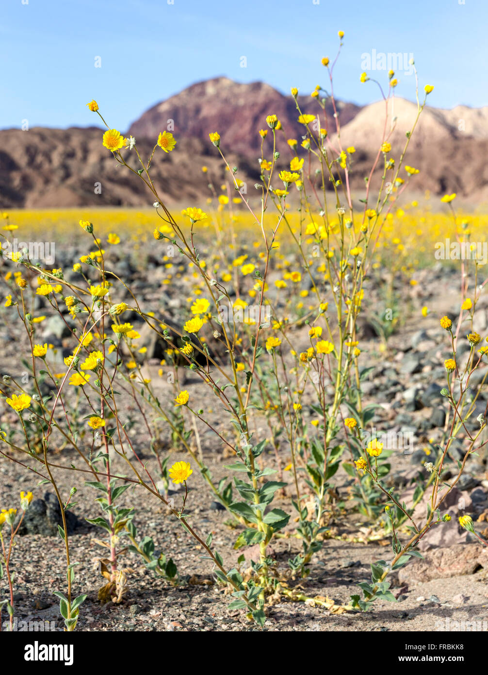 Super bloom de tournesols d'or du désert (Geraea canescens) le long de la route de Badwater Death Valley National Park, en Californie. Banque D'Images
