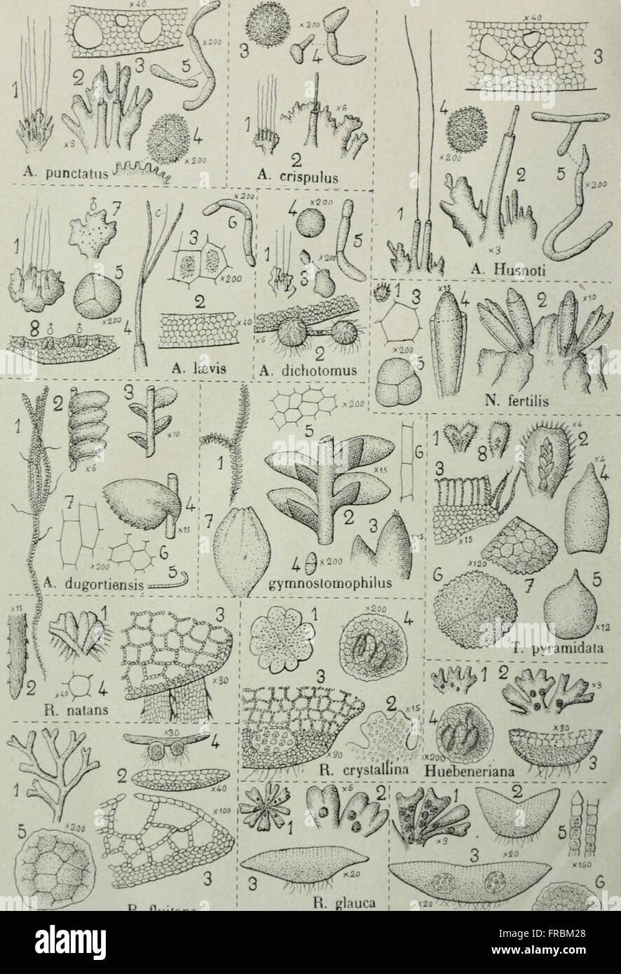 'Flore analytique et descriptive des hépatiques de France et des contrées voisines' (1922) propose une description et une analyse détaillées des espèces d'acariens en France et dans les régions voisines, en mettant l'accent sur l'identification et la classification. Banque D'Images