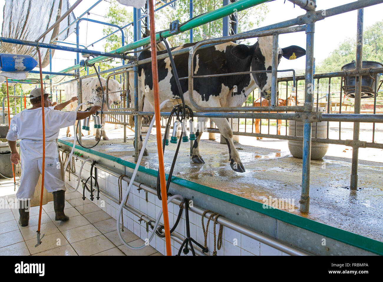 Les bovins laitiers dans la ferme expérimentale de l'Embrapa de Santa Monica Banque D'Images