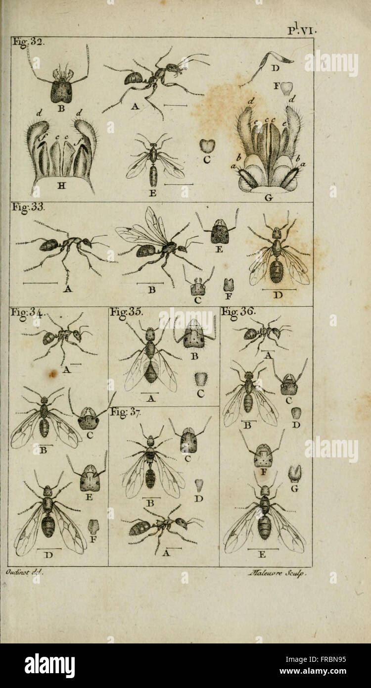 Illustration scientifique et étude des fourmis, centrée sur leur histoire naturelle, leur classification des espèces et leur rôle écologique, présentée dans un volume d'histoire naturelle. Banque D'Images