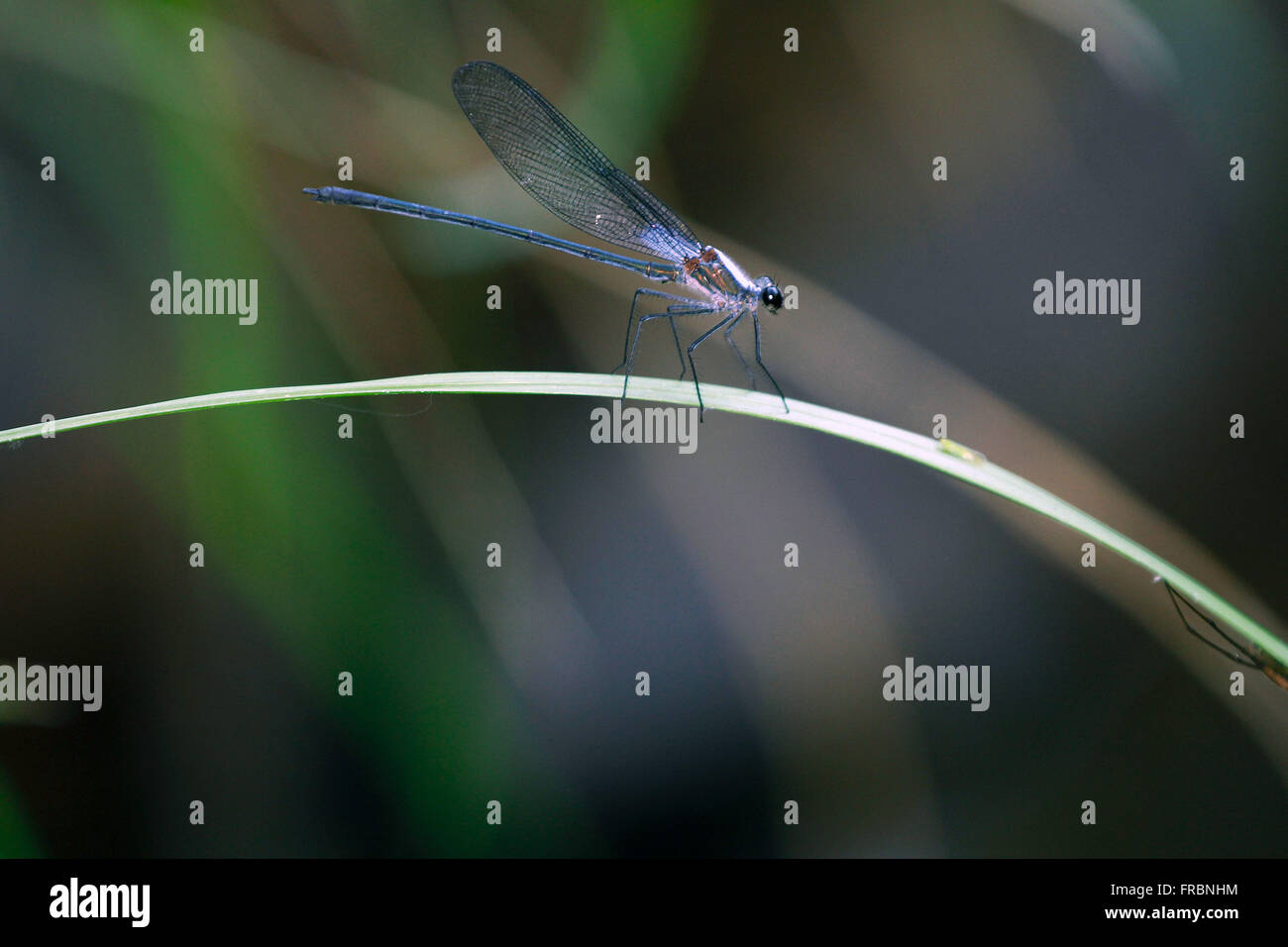Dragonfly resting on leaf ginger Banque D'Images