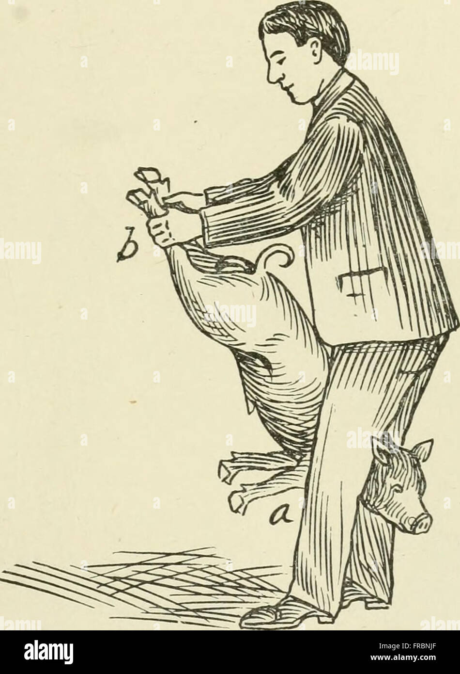 Modération d'animaux domestiques ; un livre à l'usage des étudiants et des praticiens ; 312 dessins et illustrations à partir de pen 26 demi-tons à partir de photographies originales (1909) Banque D'Images