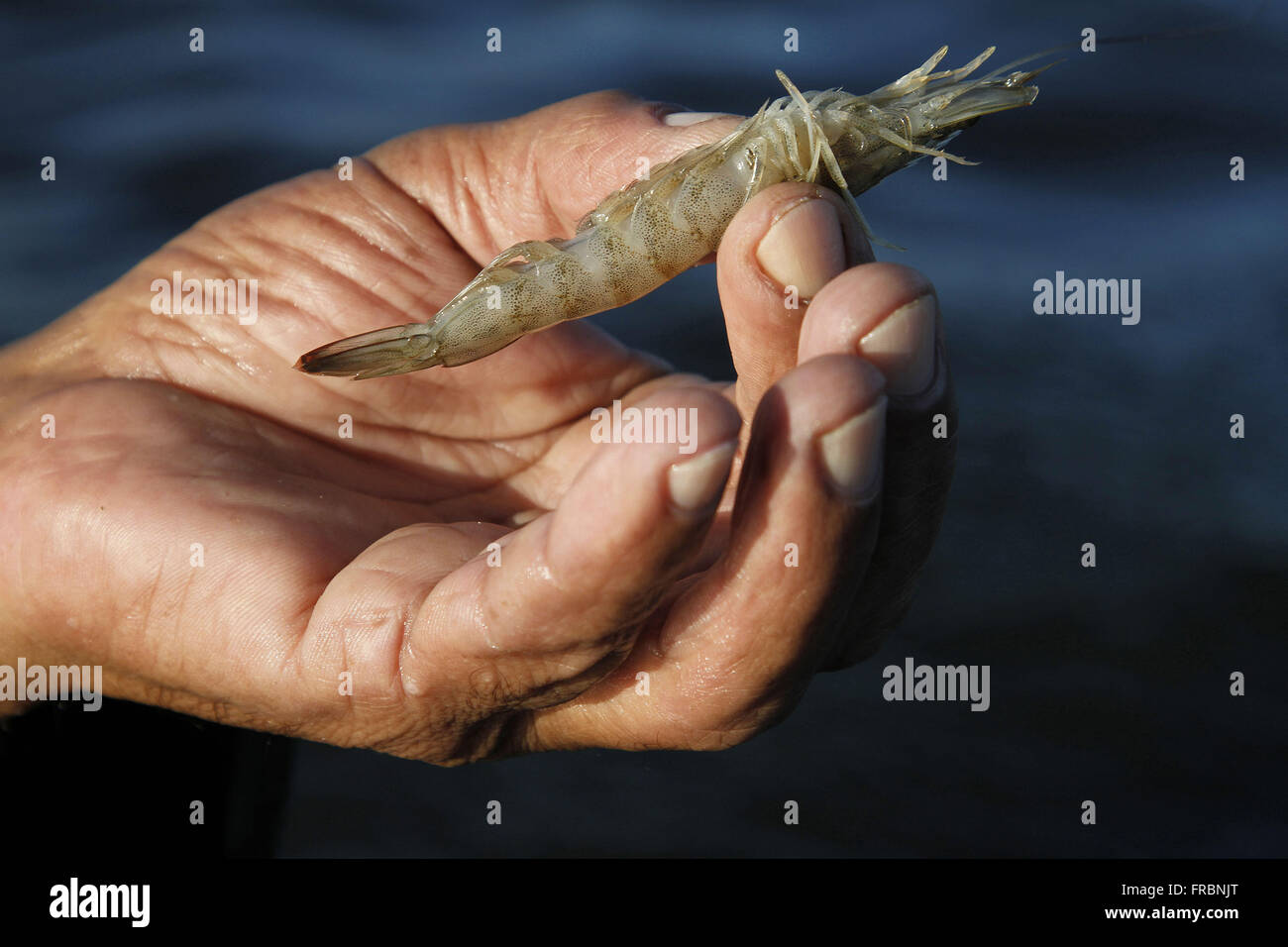Pêcheur de crevettes roses montrant Mao Banque D'Images