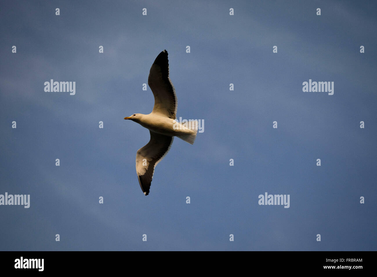 Canal d'oiseaux volant au-dessus de la sole dans la côte de Santa Catarina Banque D'Images