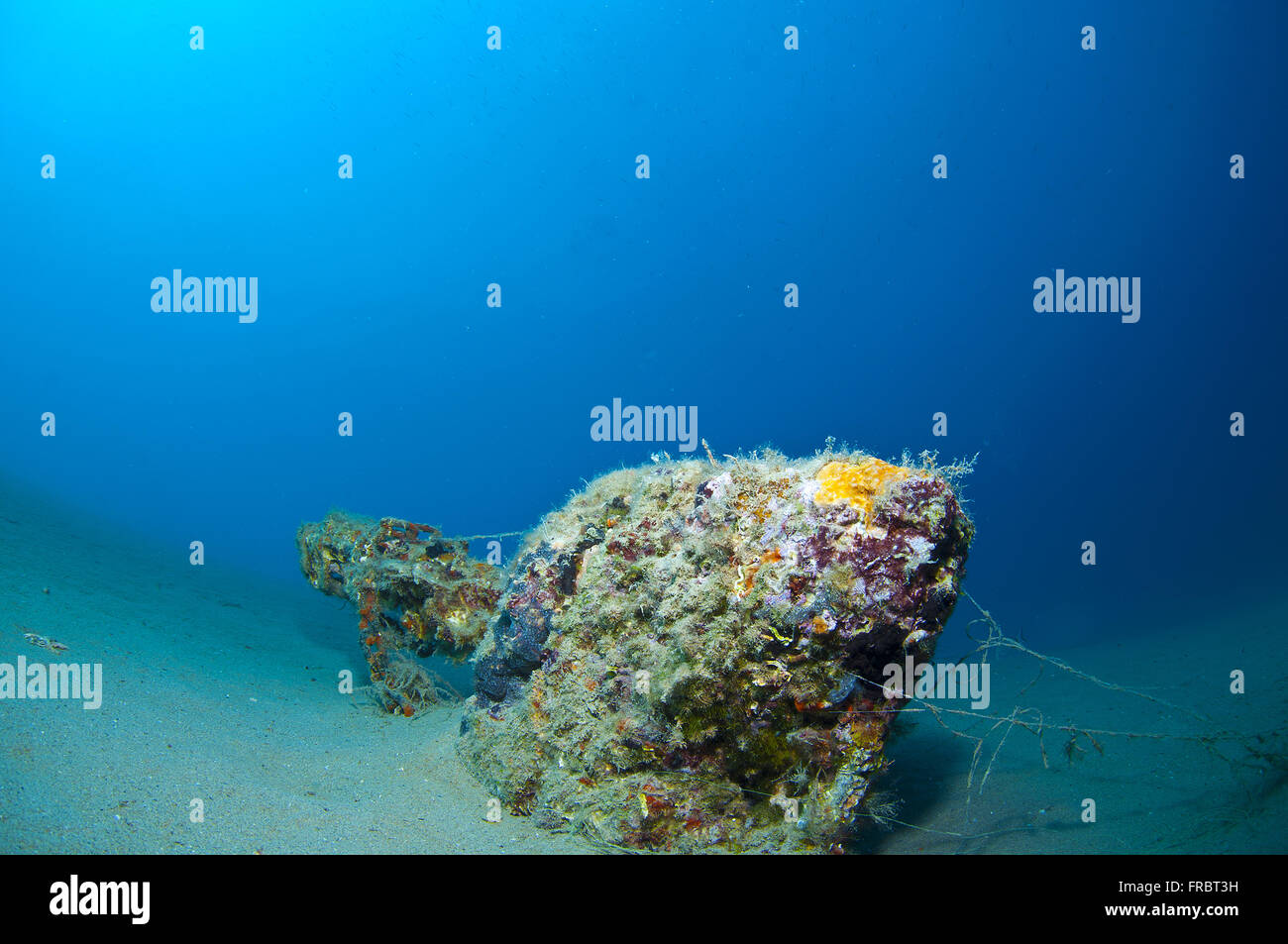 La tanière où il se cache et vit l'Hippocampe Banque D'Images