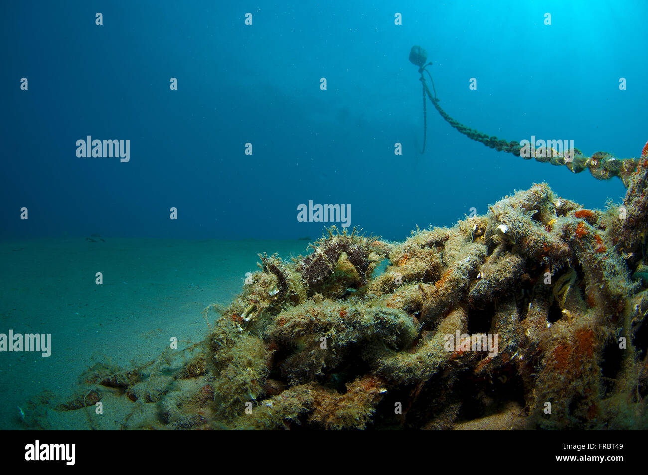 La tanière où il se cache et vit l'Hippocampe Banque D'Images
