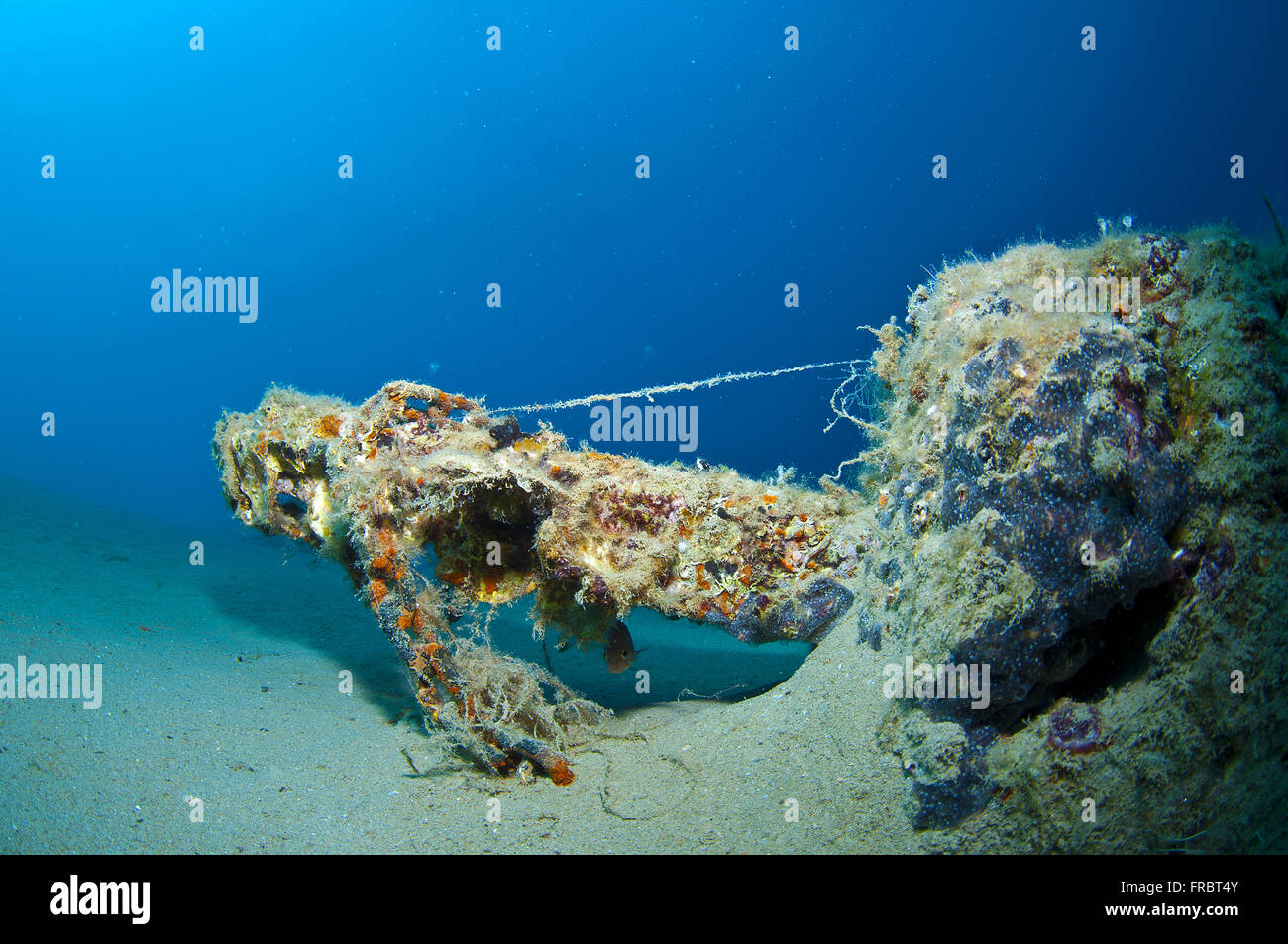 La tanière où il se cache et vit l'Hippocampe Banque D'Images