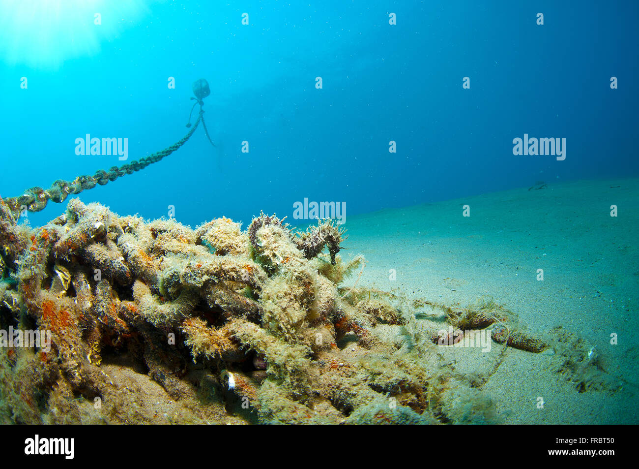 La tanière où il se cache et vit l'Hippocampe Banque D'Images