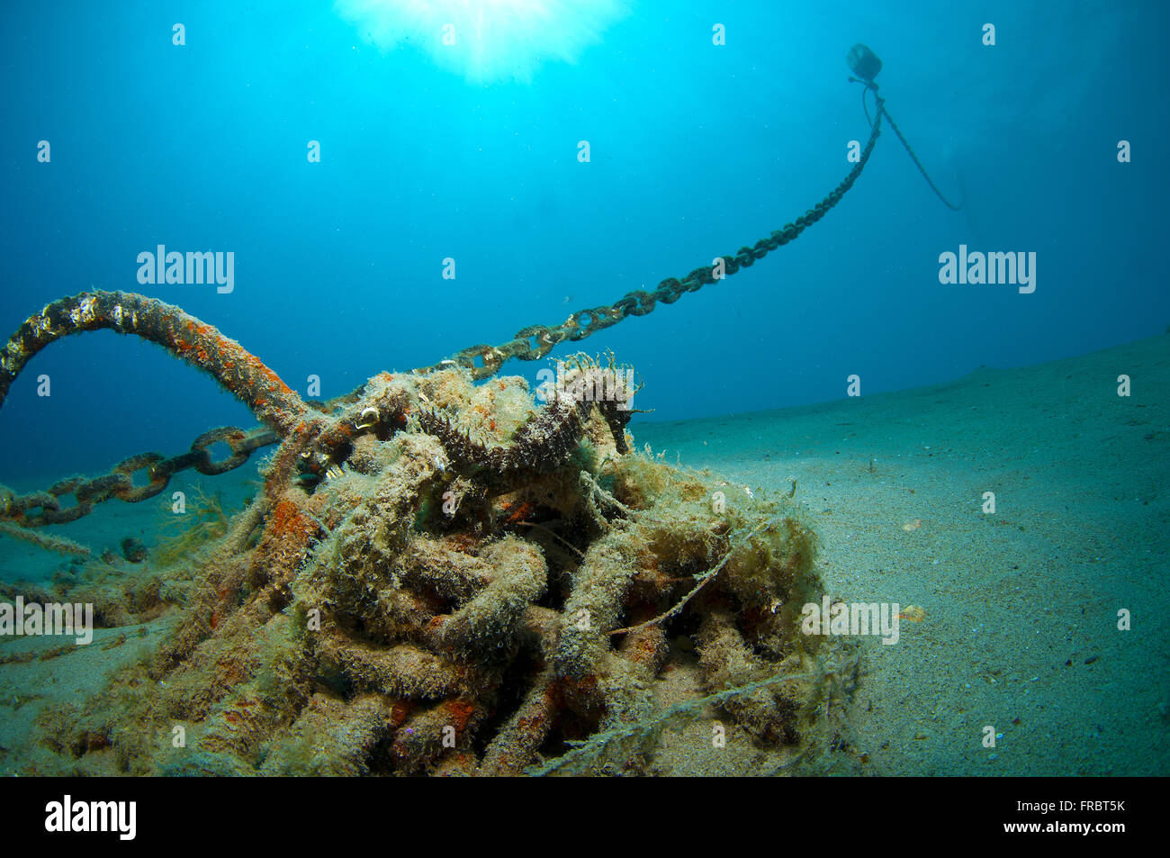 La tanière où il se cache et vit l'Hippocampe Banque D'Images