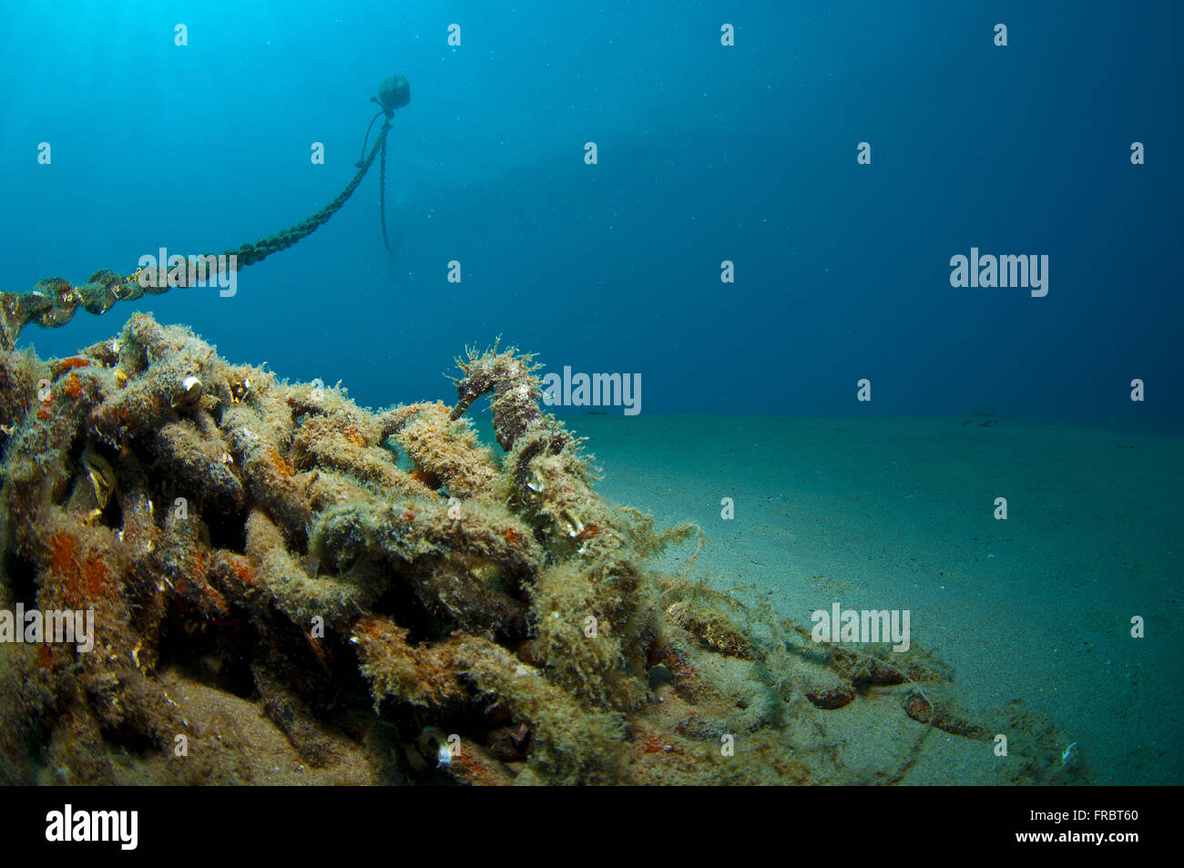 La tanière où il se cache et vit l'Hippocampe Banque D'Images