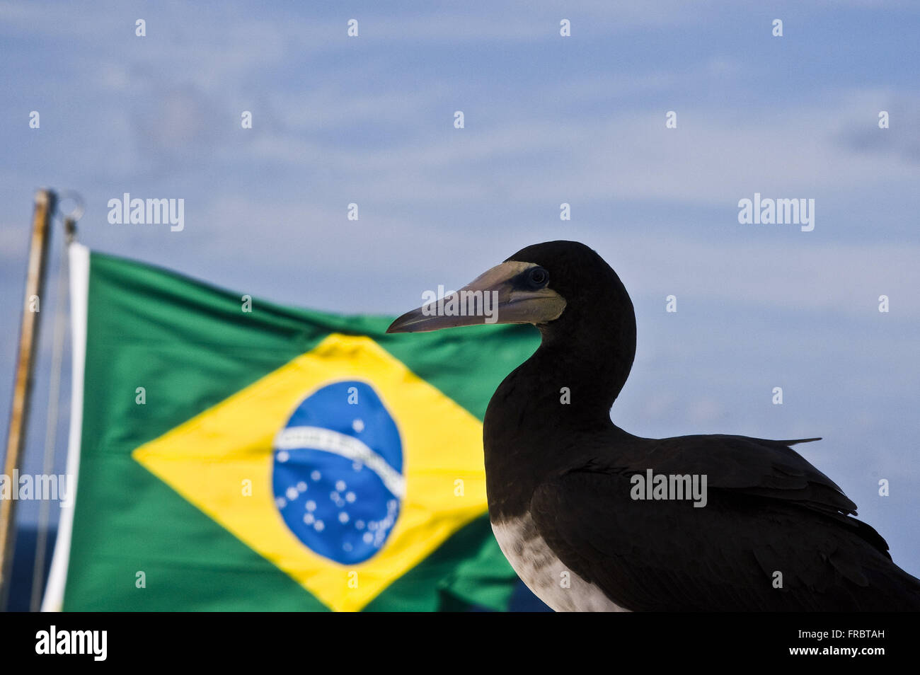 Fou brun près du drapeau brésilien sur le chemin scientifique brésilien a ouvert en 1998 Banque D'Images