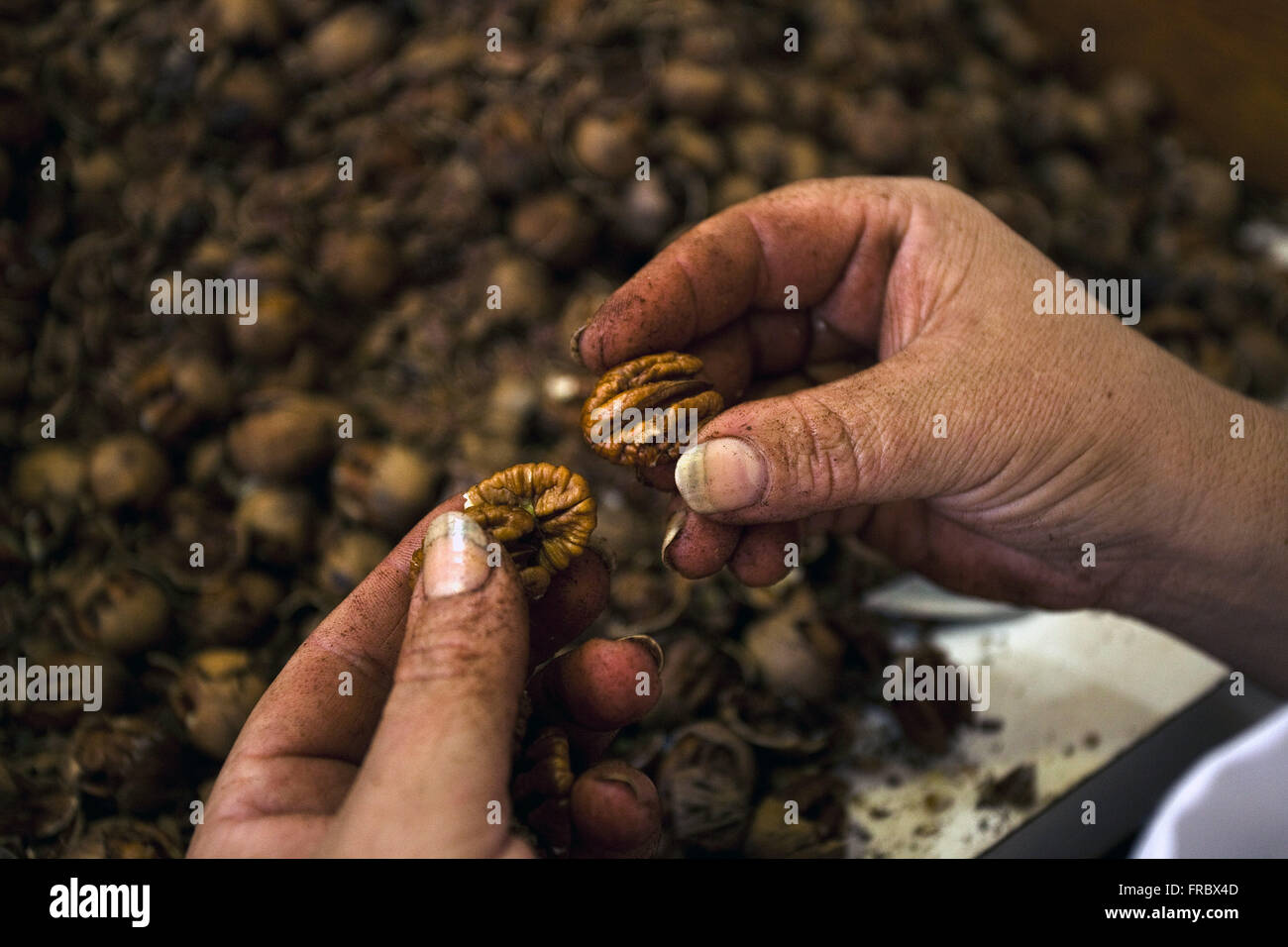 Les noix de pécan ou morceau d'être pelées et choisi aux fins de commercialisation Banque D'Images